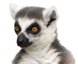 Lemur-2K
